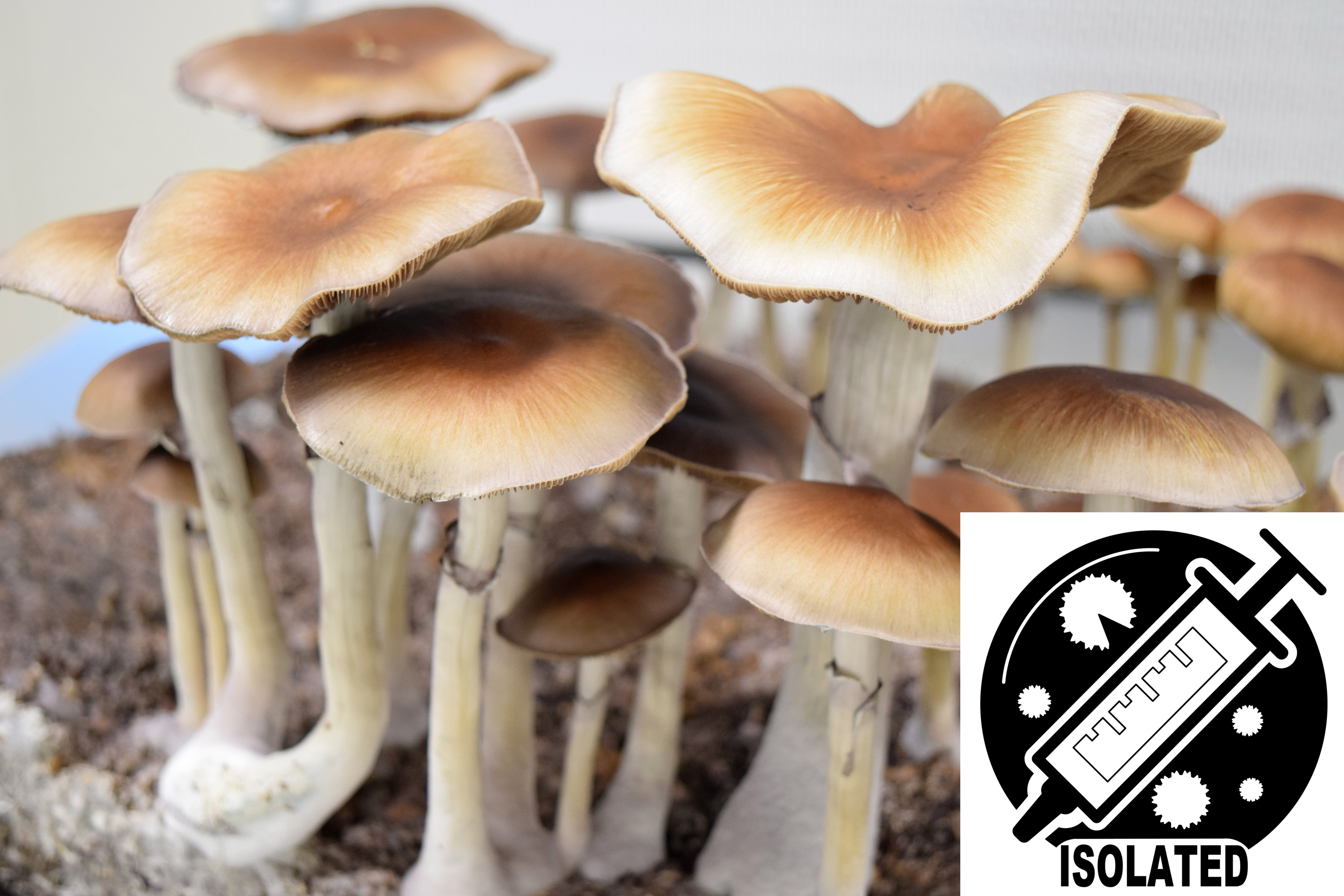 Psilocybe cubensis : Cambodian Spore Isolate Syringe